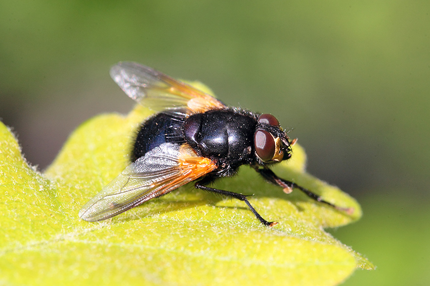 Tachina grossa? No. Mesembrina meridiana (Muscidae)